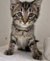 adoptable Cat in Decatur, IL named MULE FOOT