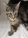 adoptable Cat in Decatur, IL named RED WADDLE