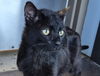 adoptable Cat in , IL named ALBERT