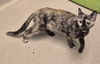 adoptable Cat in , IL named AURORA