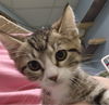 adoptable Cat in , IL named BUNDT CAKE