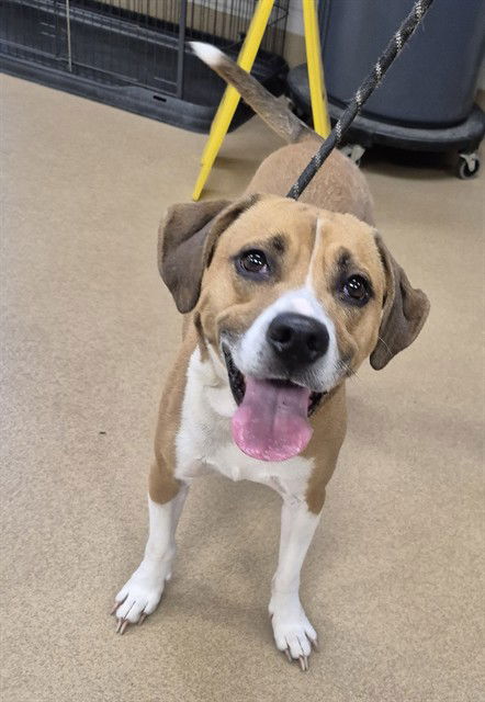 adoptable Dog in Decatur, IL named HERCULES
