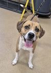 adoptable Dog in , IL named HERCULES