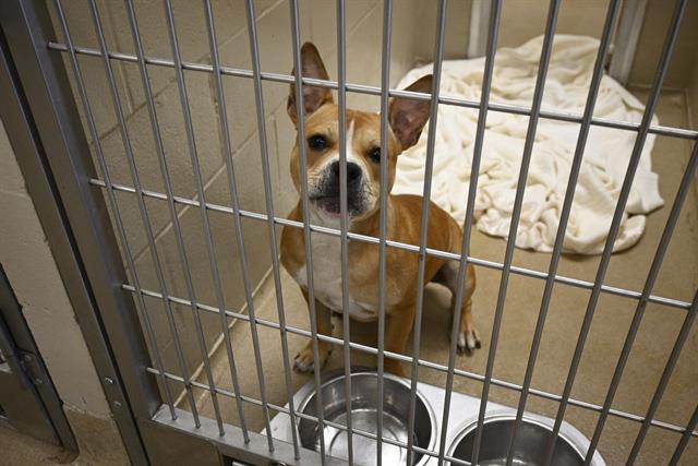 adoptable Dog in Decatur, IL named SNOOP DOGGIE DOG