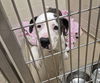 adoptable Dog in , IL named TE KA
