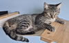 adoptable Cat in Decatur, IL named NICKY