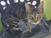 adoptable Cat in Decatur, IL named PHYLIS