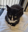 adoptable Cat in  named THOMAS O