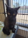 adoptable Cat in  named UNCLE WALDO