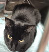 adoptable Cat in , IL named NOLE
