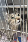 adoptable Cat in , IL named TABITHA