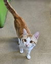 adoptable Cat in , IL named ZORAN