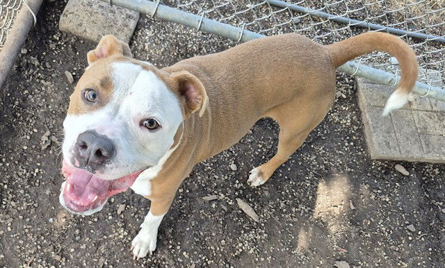 adoptable Dog in Decatur, IL named BARK-THOLOMEW
