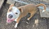 adoptable Dog in  named BARK-THOLOMEW