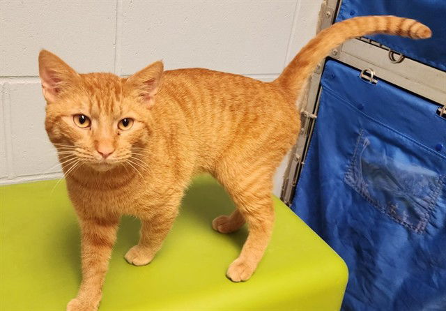 adoptable Cat in Decatur, IL named STEGOSAURUS