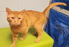 adoptable Cat in Decatur, IL named STEGOSAURUS