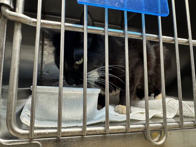 adoptable Cat in Decatur, IL named ZEKE