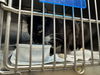 adoptable Cat in Decatur, IL named ZEKE