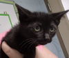 adoptable Cat in Decatur, IL named SORGHUM