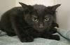 adoptable Cat in Decatur, IL named CORN