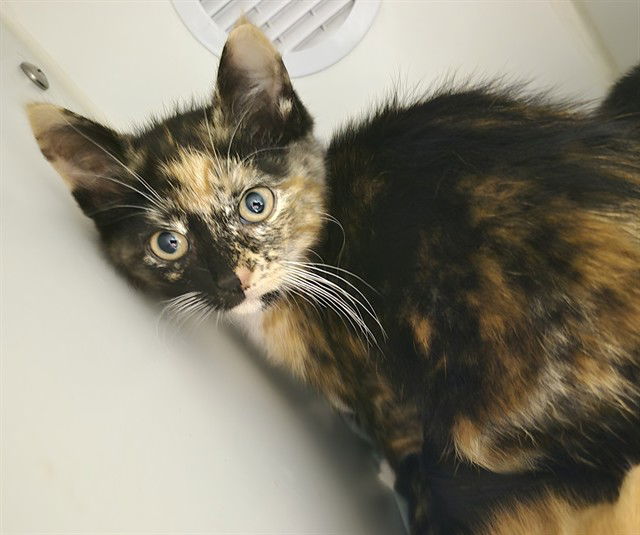 adoptable Cat in Decatur, IL named SOYBEAN