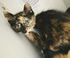 adoptable Cat in Decatur, IL named SOYBEAN