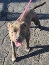 adoptable Dog in  named RALPH LAUREN