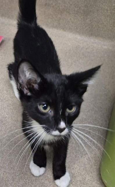 adoptable Cat in Decatur, IL named ZAYN