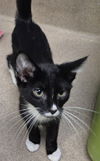 adoptable Cat in Decatur, IL named ZAYN