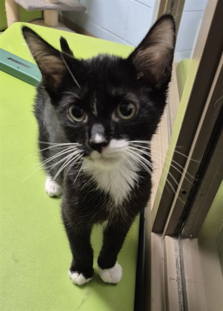 adoptable Cat in Decatur, IL named NIALL  HORAN