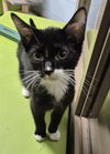 adoptable Cat in Decatur, IL named NIALL  HORAN