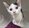 adoptable Cat in Decatur, IL named LOUIS TOMLISON