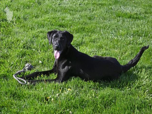 adoptable Dog in Decatur, IL named REX