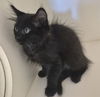 adoptable Cat in  named AXEL