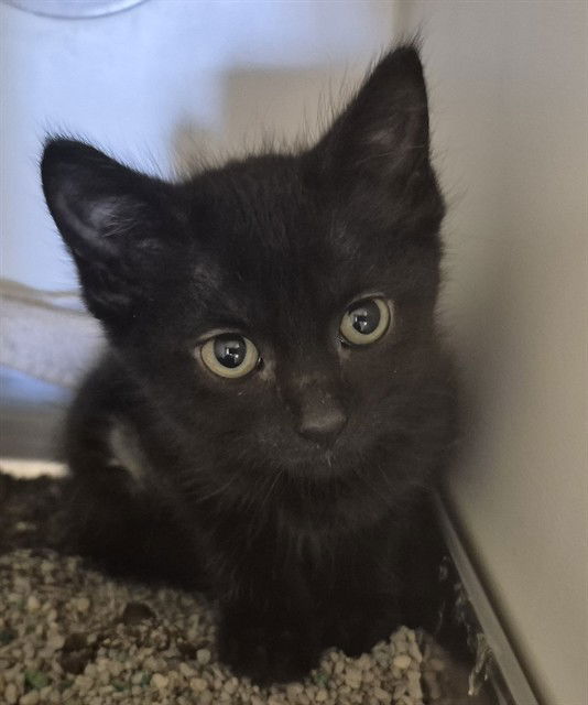 adoptable Cat in Decatur, IL named ZEE CAT