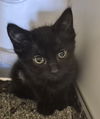 adoptable Cat in Decatur, IL named ZEE CAT