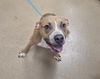 adoptable Dog in Decatur, IL named BEER BRATWURST