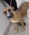 adoptable Dog in  named PIXEL