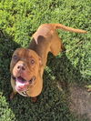 adoptable Dog in Decatur, IL named HOOCH JR