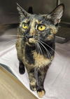 adoptable Cat in Decatur, IL named TAMARA