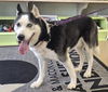 adoptable Dog in Decatur, IL named WEE WOO