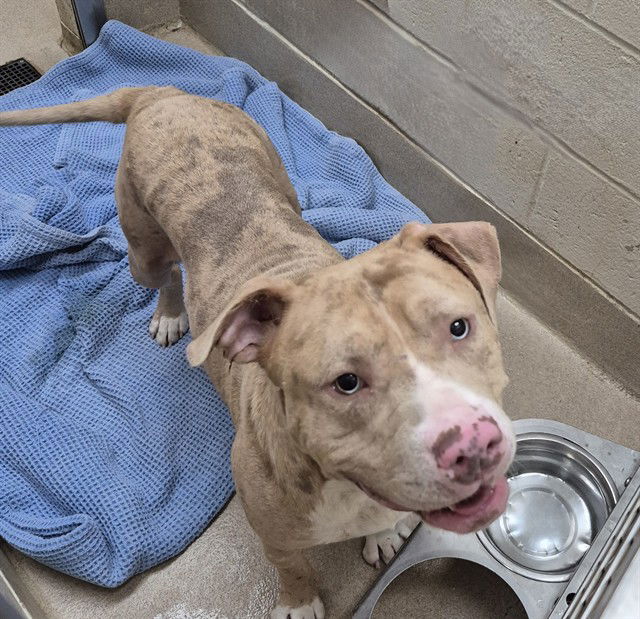 adoptable Dog in Decatur, IL named TIG