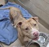 adoptable Dog in Decatur, IL named TIG