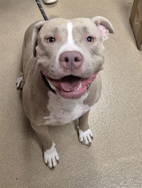 adoptable Dog in Decatur, IL named BITTY