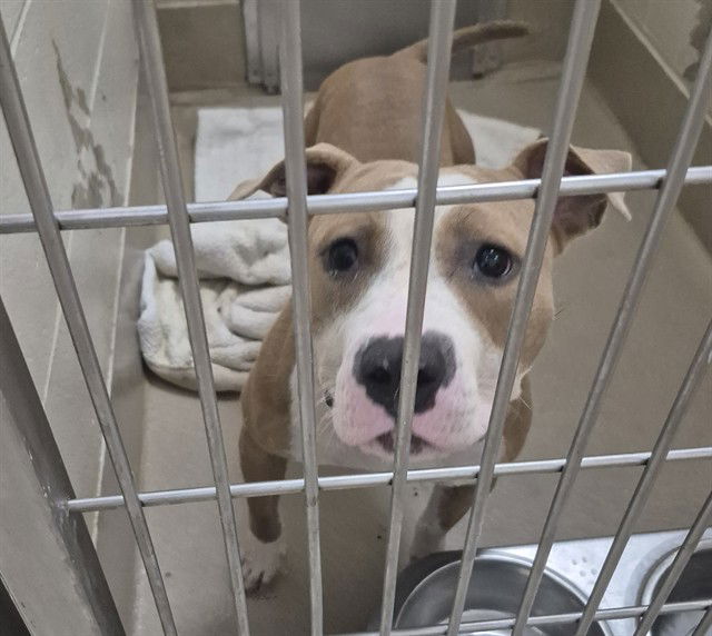 adoptable Dog in Decatur, IL named PRINCESS SPARKLEPANTS