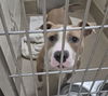 adoptable Dog in Decatur, IL named PRINCESS SPARKLEPANTS
