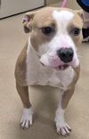 adoptable Dog in Decatur, IL named PRINCESS SPARKLEPANTS