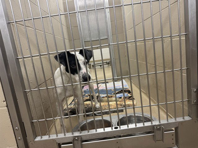 adoptable Dog in Decatur, IL named MRS. POTATOHEAD