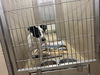 adoptable Dog in Decatur, IL named MRS. POTATOHEAD