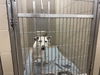 adoptable Dog in Decatur, IL named MR. POTATOHEAD